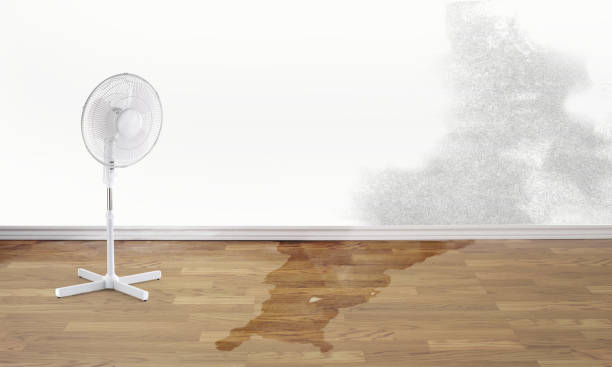Best Professional water damage repair  in Steger, IL