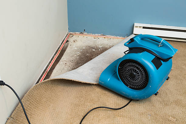 Best Flood damage cleanup  in Steger, IL
